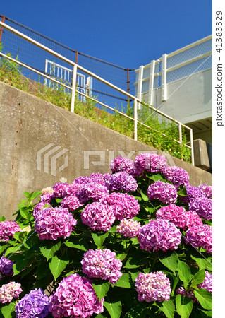 橫濱·東橫花綠色路 41383329