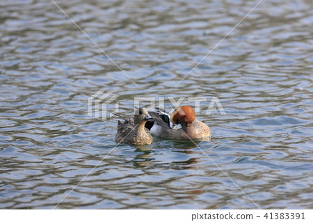  Wigeon 41383391