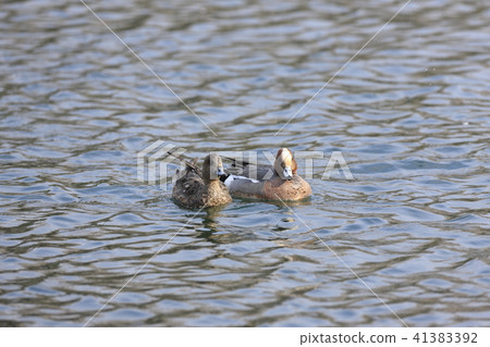  Wigeon 41383392