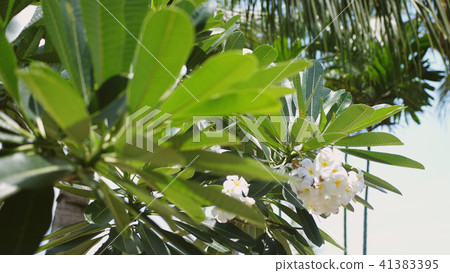 Close up of plumeria frangipani tree in the garden. Tropical island of Koh Samui, Thailand 41383395