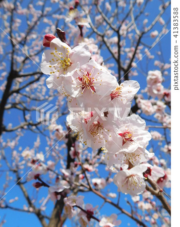 梅花Bungo Bungo 41383588