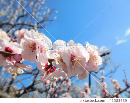 梅花Bungo Bungo 41383589