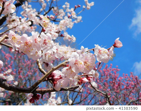 梅花Bungo Bungo 41383590