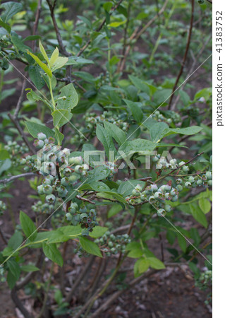 藍莓樹 41383752