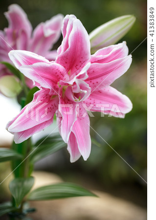 百合花 照片素材 圖片 圖庫