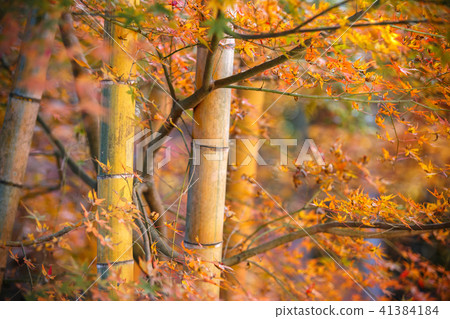 Bamboo groves and autumn leaves 41384184