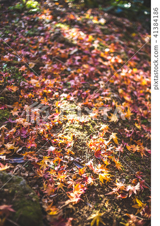 A fallen leaf on one side 41384186