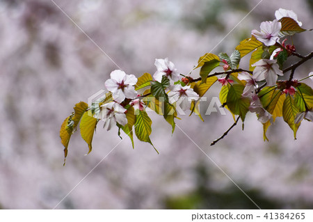 Ezo Yamazakura flowers and leaves Ezo Yamazakura flowers and leaves 41384265