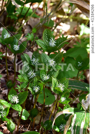 A group of Hitoshizuka A group of Hitoshizuka 41384266