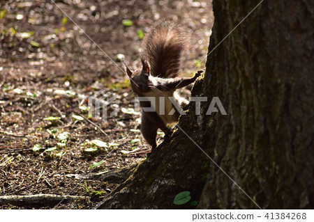 Ezoris that appeared at random Ezoris that appeared at random 41384268