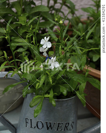 White Lobelia with tin pot 41384291