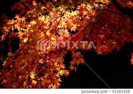 maple leaves maple leaves 41385309
