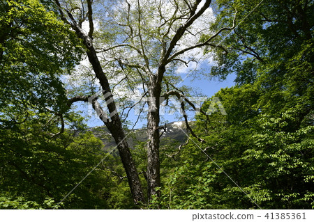 Road from Hatuchi Pass to Ozegahara Road from Hatuchi Pass to Ozegahara 41385361