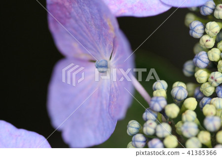 繡球花（1） 41385366