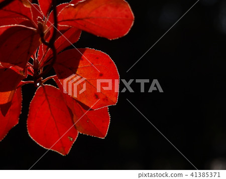 Autumn leaves Autumn leaves 41385371