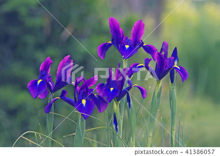 Dutch iris at dusk Dutch iris at dusk 41386057