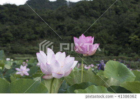 夏日荷花 夏日荷花 41386362