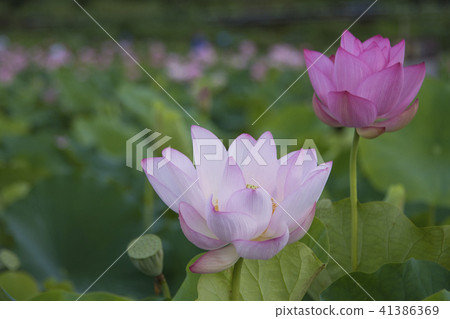 夏日荷花 41386369