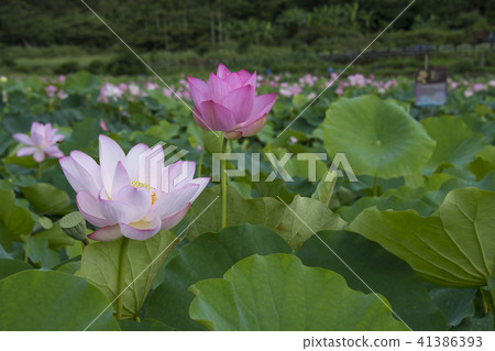 Summer lotus Summer lotus 41386393