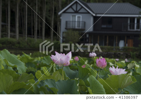 Summer lotus Summer lotus 41386397