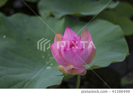 夏日荷花 夏日荷花 41386499