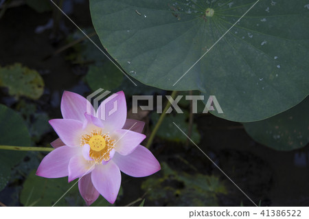 夏日荷花 夏日荷花 41386522
