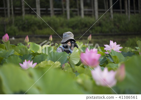 Summer lotus Summer lotus 41386561