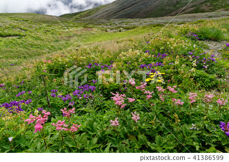 Alpine plant communities near the Hakuba coalition · Yukigura dake evacuation hut 41386599