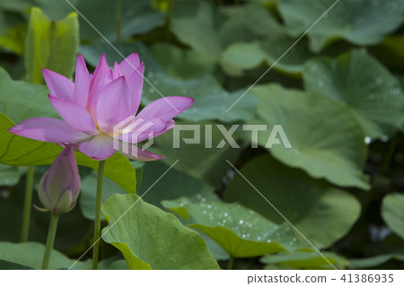 Summer lotus 41386935