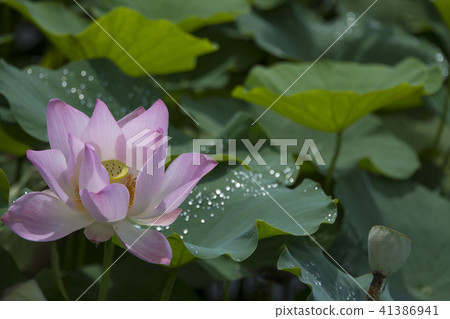 Summer lotus Summer lotus 41386941