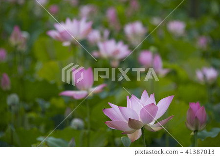 夏日荷花 41387013