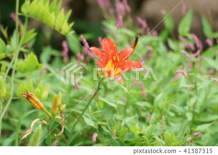 Orange Hemelocalis 41387315