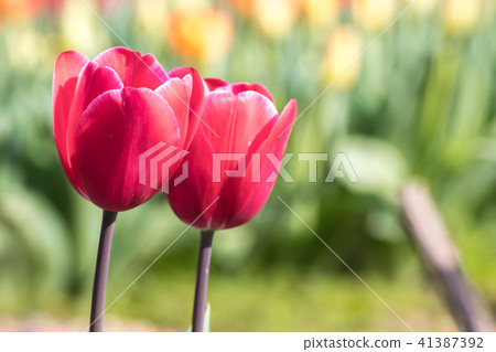 Tulip flower Tulip flower 41387392