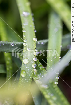 綠色和水 41387446