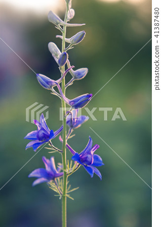 拉克斯珀在晚上 41387480