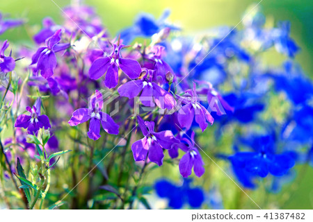 Lobelia在晚上 41387482