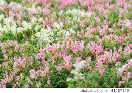 Flower of goldfish soup in full bloom Flower of goldfish soup in full bloom 41387509