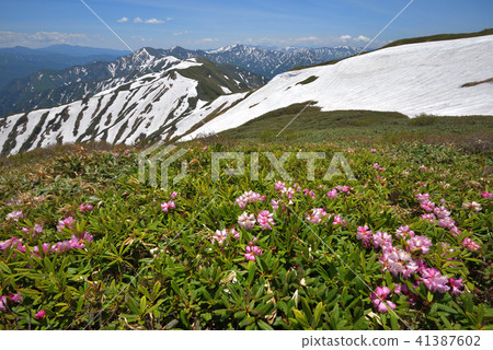 Rhododendron blooms The mountains of Okutane, the remaining snowflake seen from the shoulder of Mt. 41387602