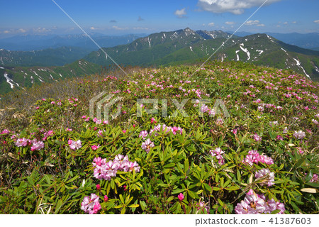 A ridge that continues from Arashi-dake seen from flowering ridge of rhododendron to Arakizawa-dake A ridge that continues from Arashi-dake seen from flowering ridge of rhododendron to Arakizawa-dake 41387603