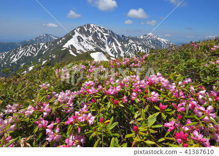 Rhododendron blooming ridiculous mountaintop Echigo Misan of the remaining snow from the vicinity 41387610
