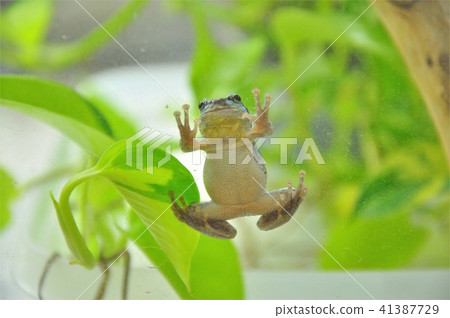堅持青蛙 堅持青蛙 41387729
