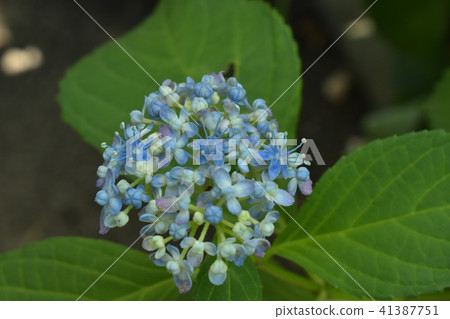 hydrangea hydrangea 41387751
