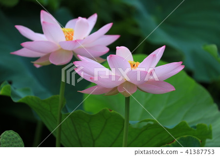 蓮花 蓮花 41387753