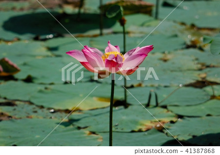 Flower, Western water lily, white · pink · red ,, water drop @ Botanical Garden, City, Singapore Flower, Western water lily, white · pink · red ,, water drop @ Botanical Garden, City, Singapore 41387868