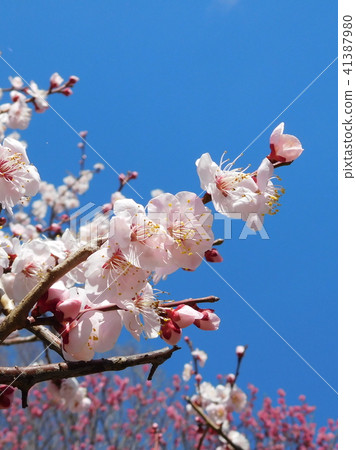 梅花Bungo Bungo 41387980