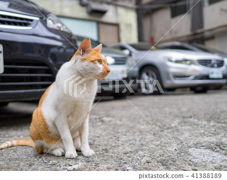 貓 41388189