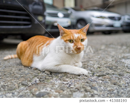 Cat  41388193