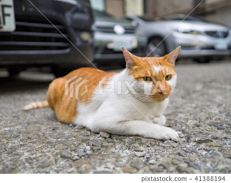 Cat  41388194