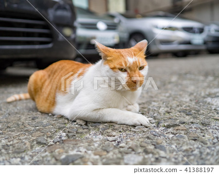 Cat Cat 41388197