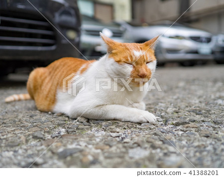 Cat  41388201